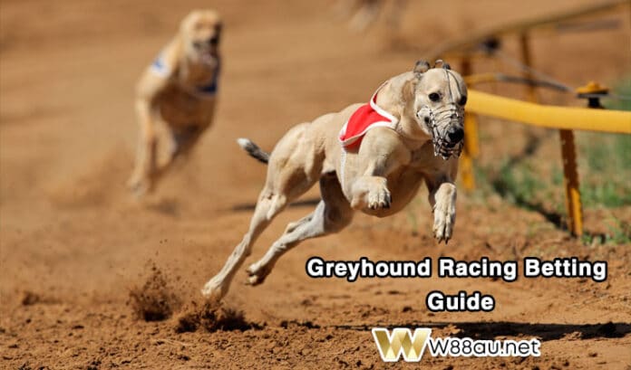 Greyhound racing betting guide