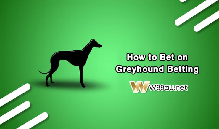 How to bet on Greyhound Racing